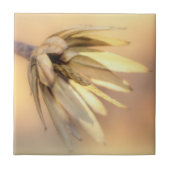 Tulip Poplar Empty Seed Pod Fliese (Vorderseite)