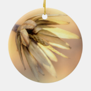 Tulip Poplar Empty Seed Pod Keramikornament