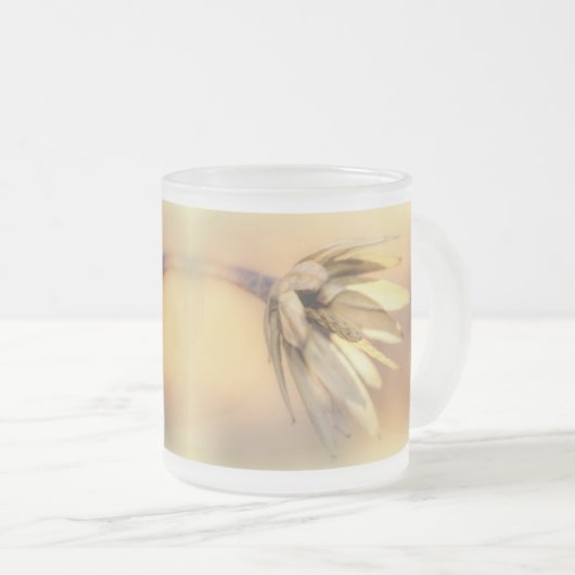 Tulip Poplar Empty Seed Pod Mattglastasse (VorderseiteRechts)