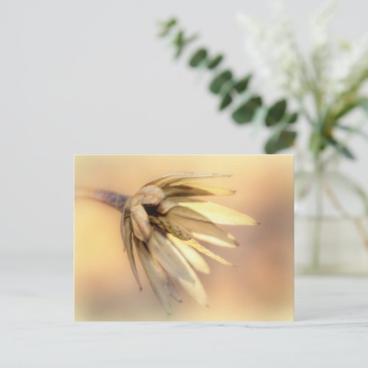 Tulip Poplar Empty Seed Pod Postkarte (Stehend Vorderseite)