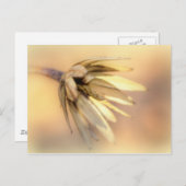 Tulip Poplar Empty Seed Pod Postkarte (Vorne/Hinten)