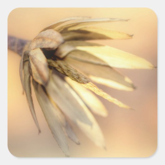 Tulip Poplar Empty Seed Pod Quadratischer Aufkleber (Vorderseite)