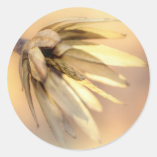 Tulip Poplar Empty Seed Pod Runder Aufkleber