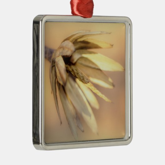 Tulip Poplar Empty Seed Pod Silbernes Ornament (Rechts)