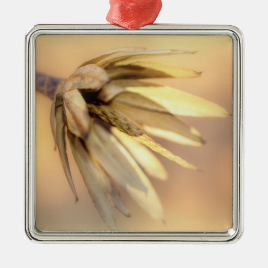 Tulip Poplar Empty Seed Pod Silbernes Ornament (Vorne)