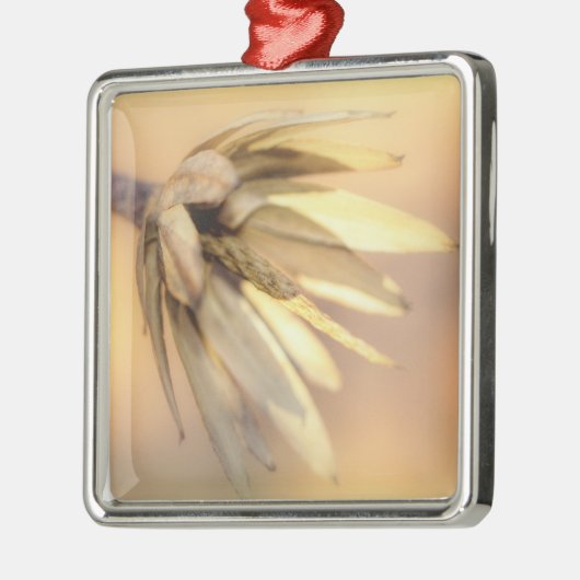 Tulip Poplar Empty Seed Pod Silbernes Ornament (Links)