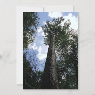 Tulip Poplar/Joyce Kilmer Gedicht Tree Card Save The Date