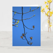 Tulip Poplar, Karte (Gelbe Blume)