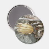 Tulip Poplar Seedhead Magnet (Vorderseite/Rückseite)