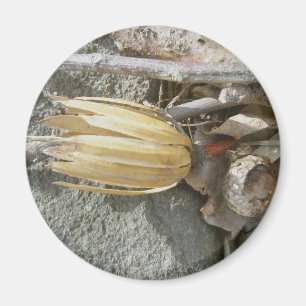 Tulip Poplar Seedhead Magnet