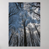 Tulip Poplar Trees Cloudy Blue Sky Poster (Vorne)