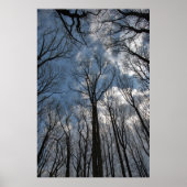 Tulip Poplar Trees Cloudy Blue Sky Poster (Vorne)