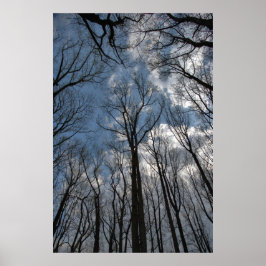 Tulip Poplar Trees Cloudy Blue Sky Poster