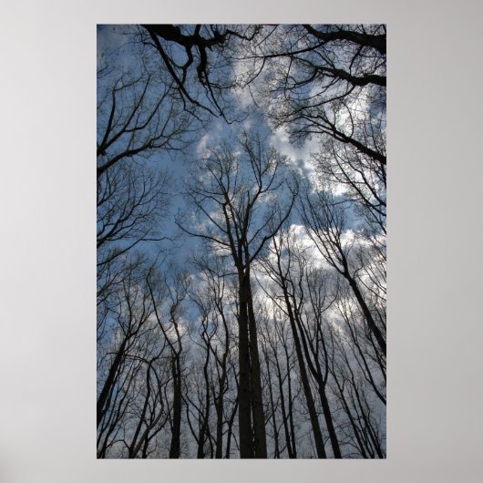 Tulip Poplar Trees Cloudy Blue Sky Poster (Vorne)