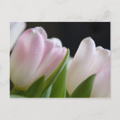 Tulip Postcard Postkarte (Vorderseite)