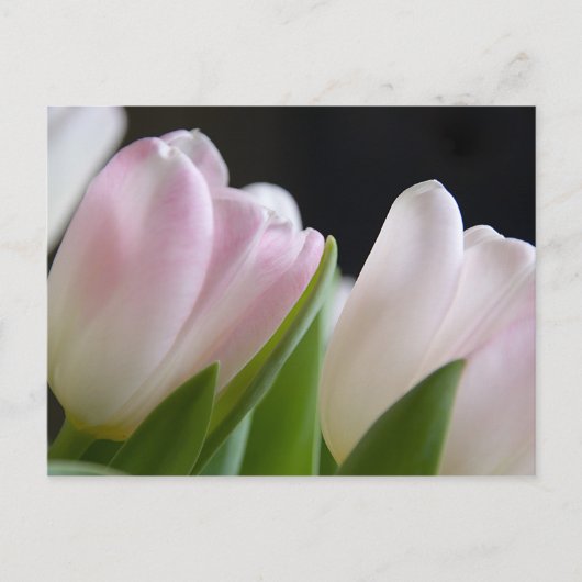 Tulip Postcard Postkarte (Vorderseite)