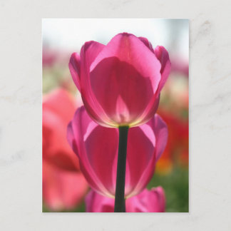 Tulip Postcard Postkarte