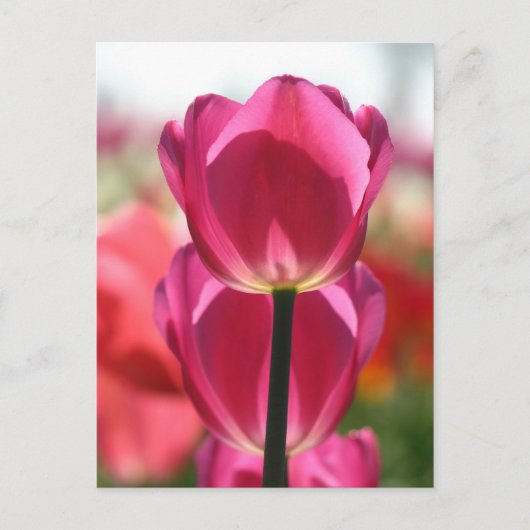 Tulip Postcard Postkarte (Vorderseite)