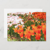 Tulip [Postcard] Postkarte (Vorne/Hinten)