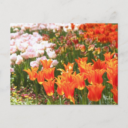Tulip [Postcard] Postkarte (Vorderseite)