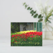 Tulip Postcard Postkarte (Stehend Vorderseite)