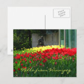 Tulip Postcard Postkarte (Vorne/Hinten)