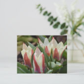 Tulip Postcard Postkarte (Stehend Vorderseite)