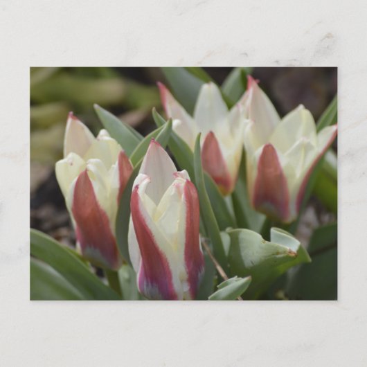 Tulip Postcard Postkarte (Vorderseite)