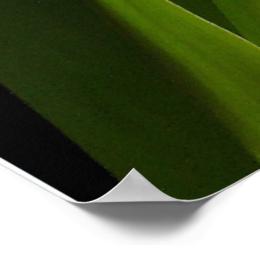Tulip Poster (Ecke)