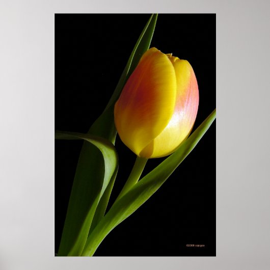 Tulip Poster (Vorne)