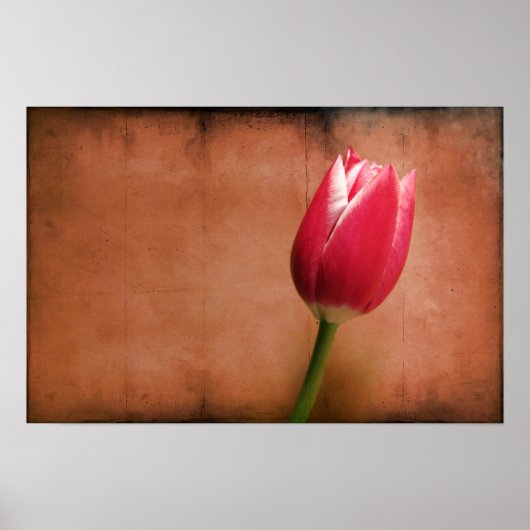 Tulip Poster (Vorne)