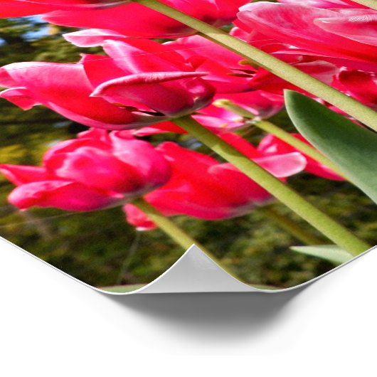 Tulip Poster (Ecke)