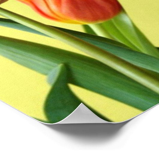 Tulip Poster (Ecke)