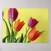 Tulip Poster (Vorne)