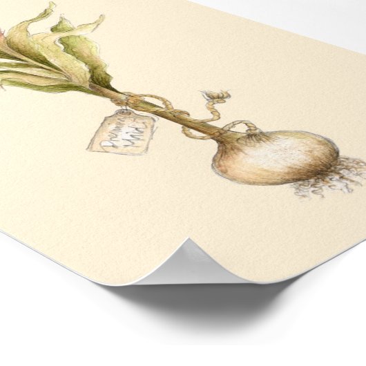 Tulip - Poster (Ecke)