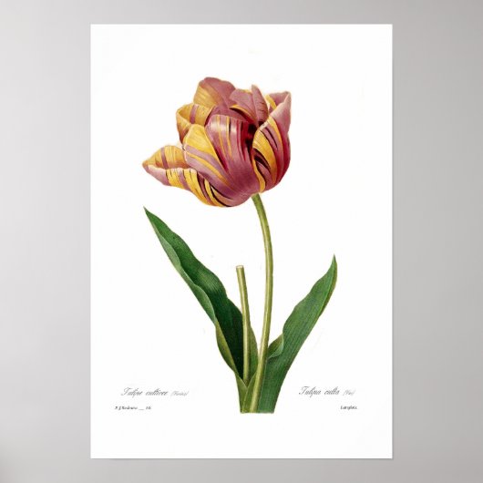 Tulip Poster (Vorne)