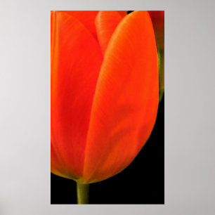 Tulip Poster
