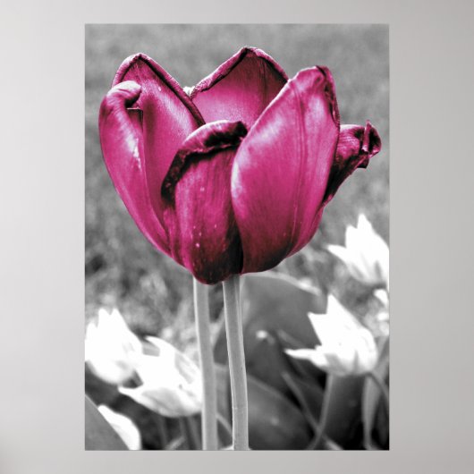 Tulip Poster (Vorne)