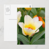 Tulip Postkarte (Vorne/Hinten)