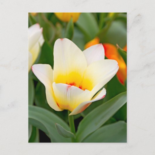 Tulip Postkarte (Vorderseite)