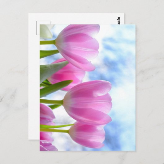 Tulip Postkarte (Vorne/Hinten)