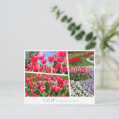Tulip Postkarte (Stehend Vorderseite)