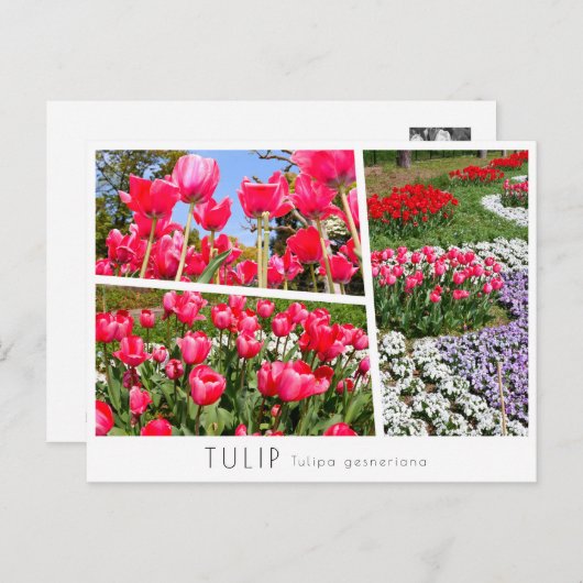Tulip Postkarte (Vorne/Hinten)