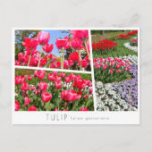 Tulip Postkarte (Vorderseite)