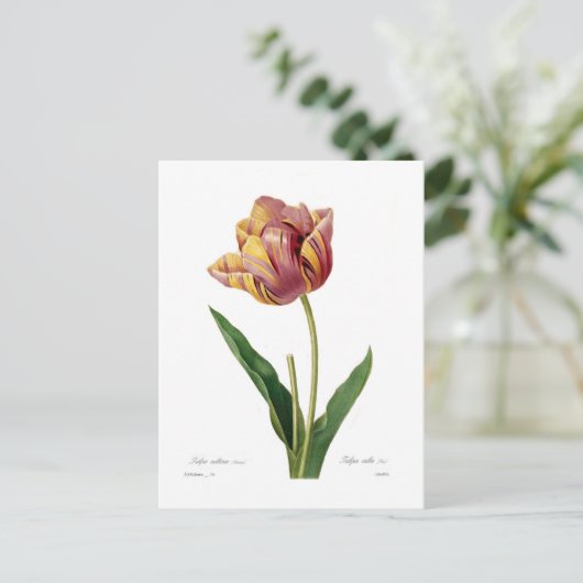 Tulip Postkarte (Stehend Vorderseite)