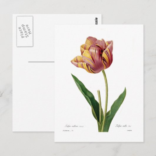 Tulip Postkarte (Vorne/Hinten)