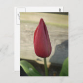 Tulip Postkarte (Vorne/Hinten)