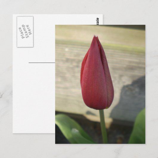 Tulip Postkarte (Vorne/Hinten)