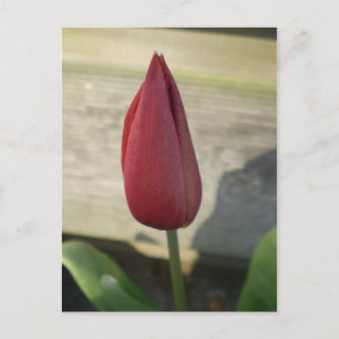 Tulip Postkarte