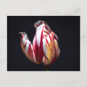 Tulip Postkarte